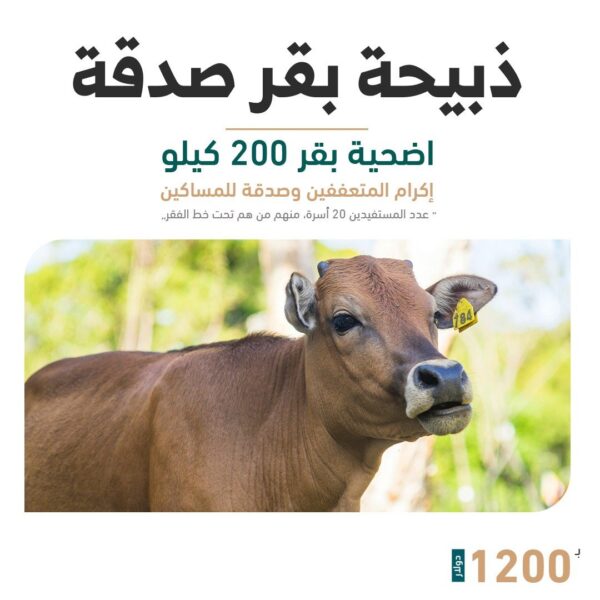 أضحية  بقر 200 كيلوا