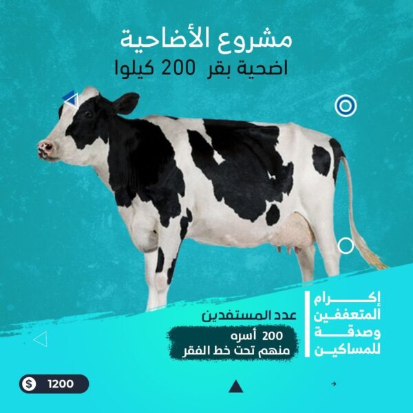 ⁦اضحية بقر 600 كيلوا⁩