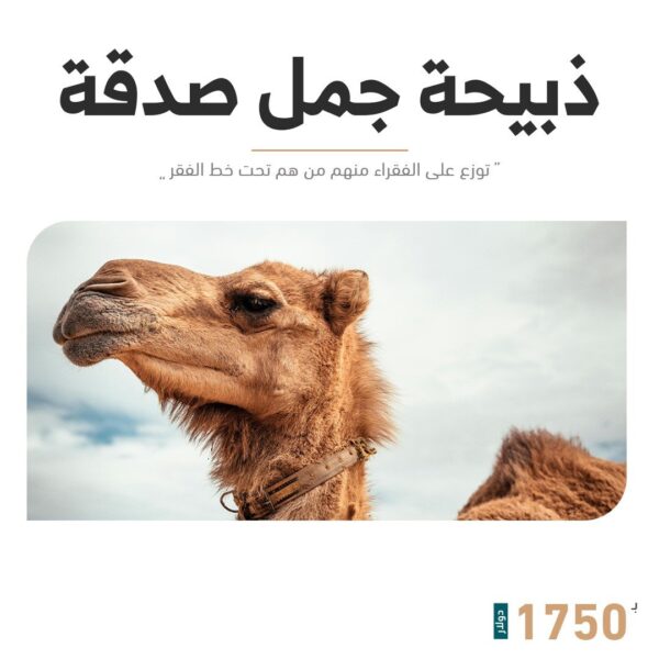 أضحية جمل توزع على المستحقين